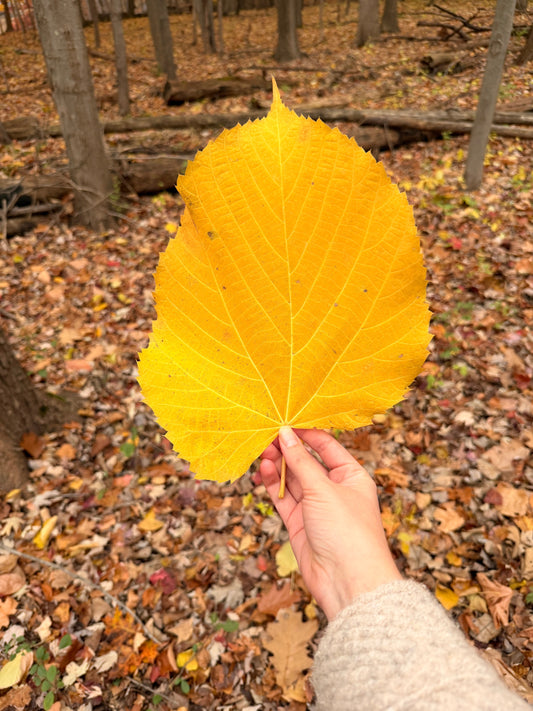 How to Preserve Leaves: A Woodland Guide to Keeping Autumn’s Magic
