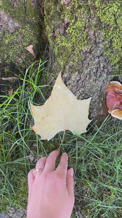 "Oak Hollow Library" Original Painting